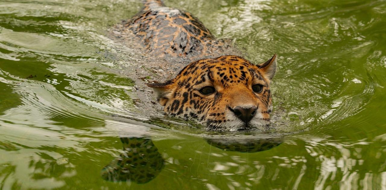 衝撃の記録更新！ジャガーが2.5km泳いだ理由とは？森林破壊で分断された自然をつなぐ、動物たちの未来への希望のアイキャッチ画像